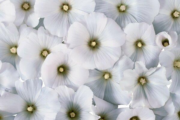 Lots of white flowers