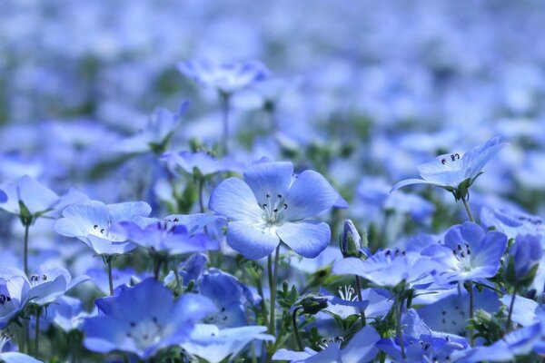 Himmelsblumen sind eine unglaubliche Stimmung