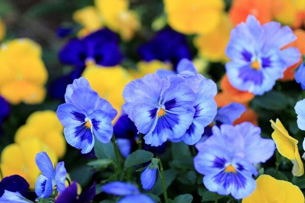 Un claro de flores en la naturaleza