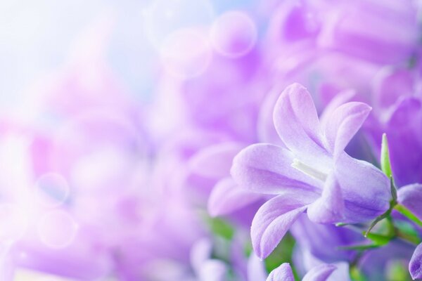 Miracle de la nature fleurs violettes