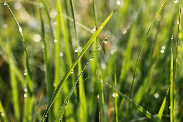 Morning dew on the green grass