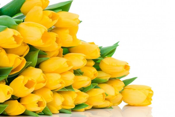 A large bouquet of yellow tulips lies on the surface on a white background