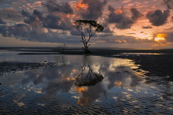 A tree standing alone in the lake