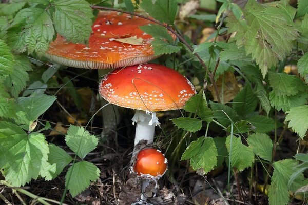 Amanita nella foresta tra gli arbusti di mora