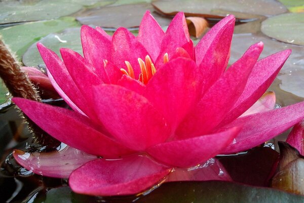 A large pink lotus flower in close-up on a background of leaves