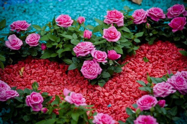 Rosas exuberantes em um canteiro de flores coração