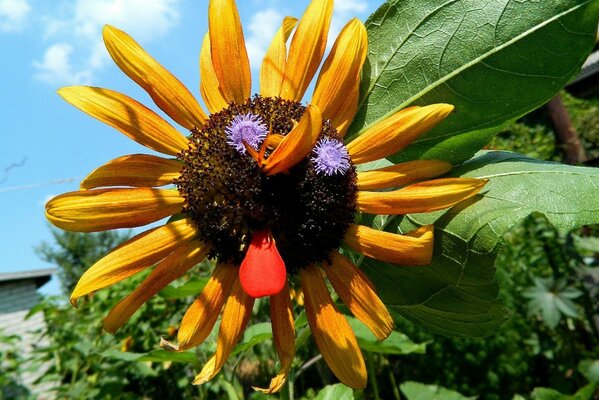 Fleur en forme de museau closeup