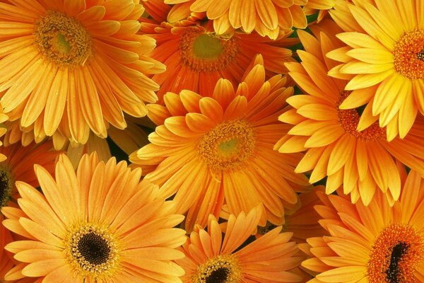 Gerbera orange comme petits soleils