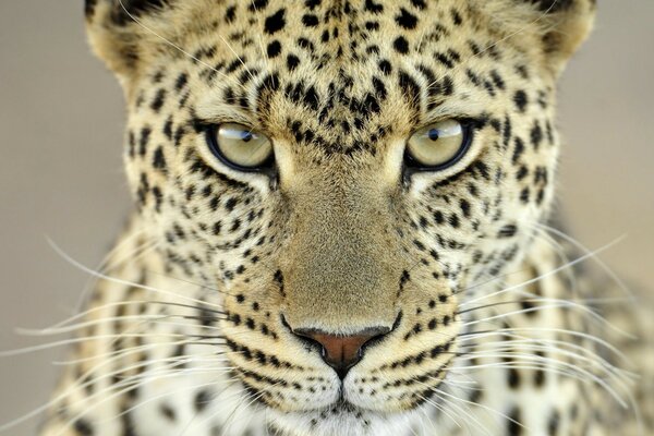 La mirada del leopardo se cuela hasta la piel de gallina