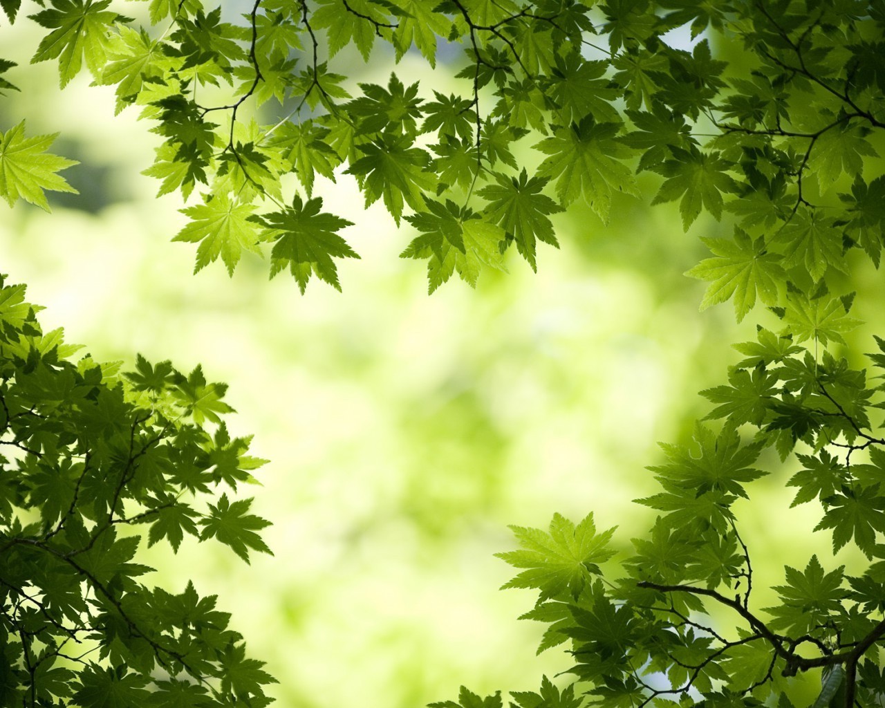 liście liść natura flora lato wzrost bujny jasny świeżość drzewo ogród słońce ekologia