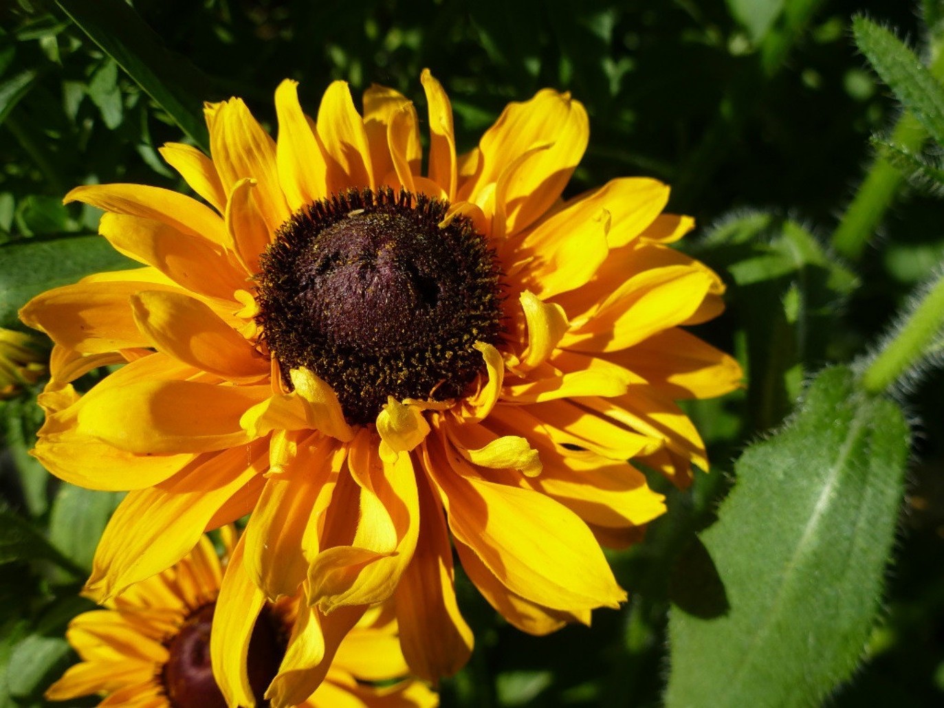 çiçekler doğa çiçek flora yaz yaprak bahçe parlak açık havada polen petal çiçek yakın çekim renk çiçeklenme güzel