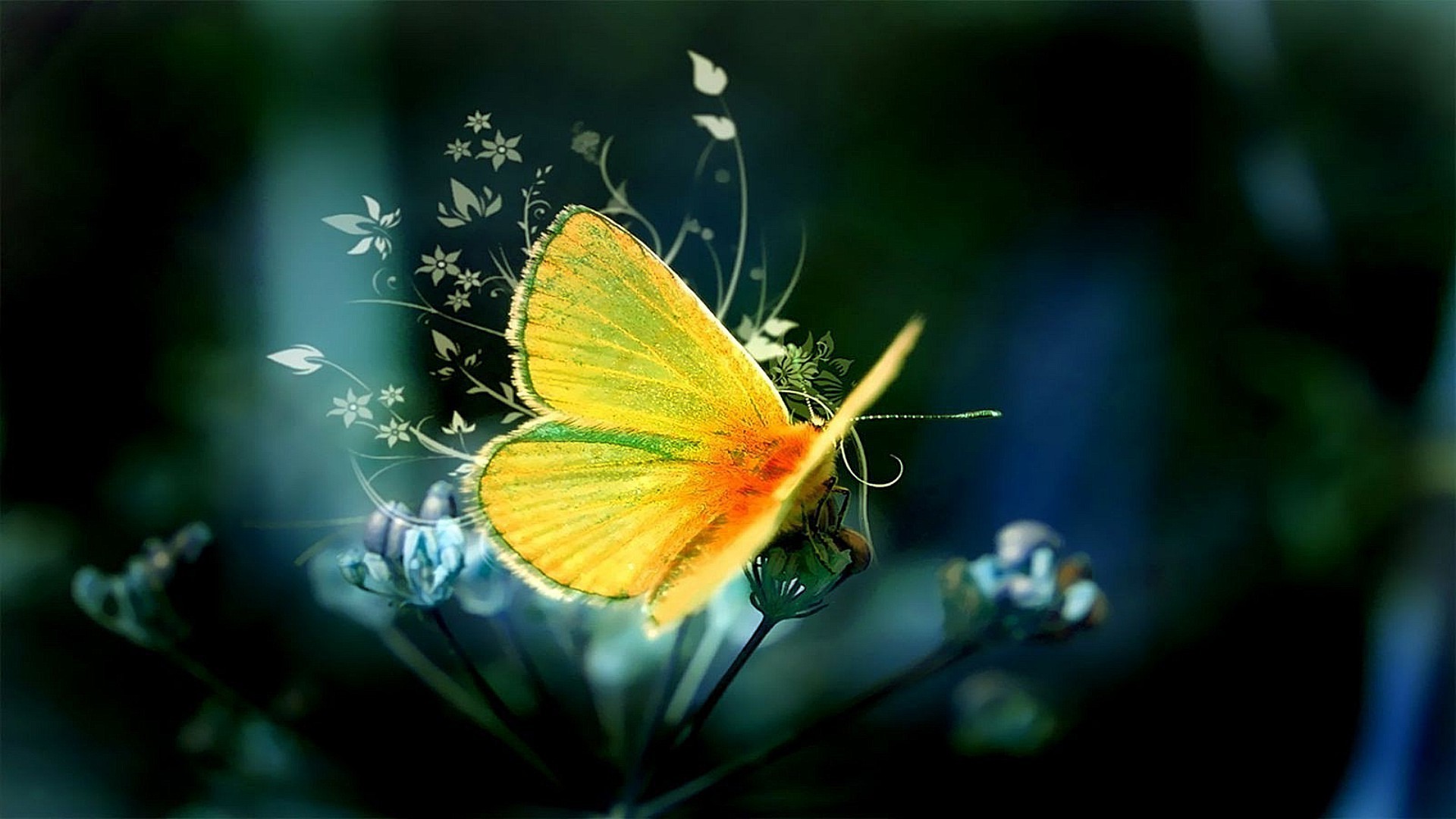 butterfly insect nature outdoors summer flower wing garden color flora leaf bright light delicate desktop little close-up moth invertebrate