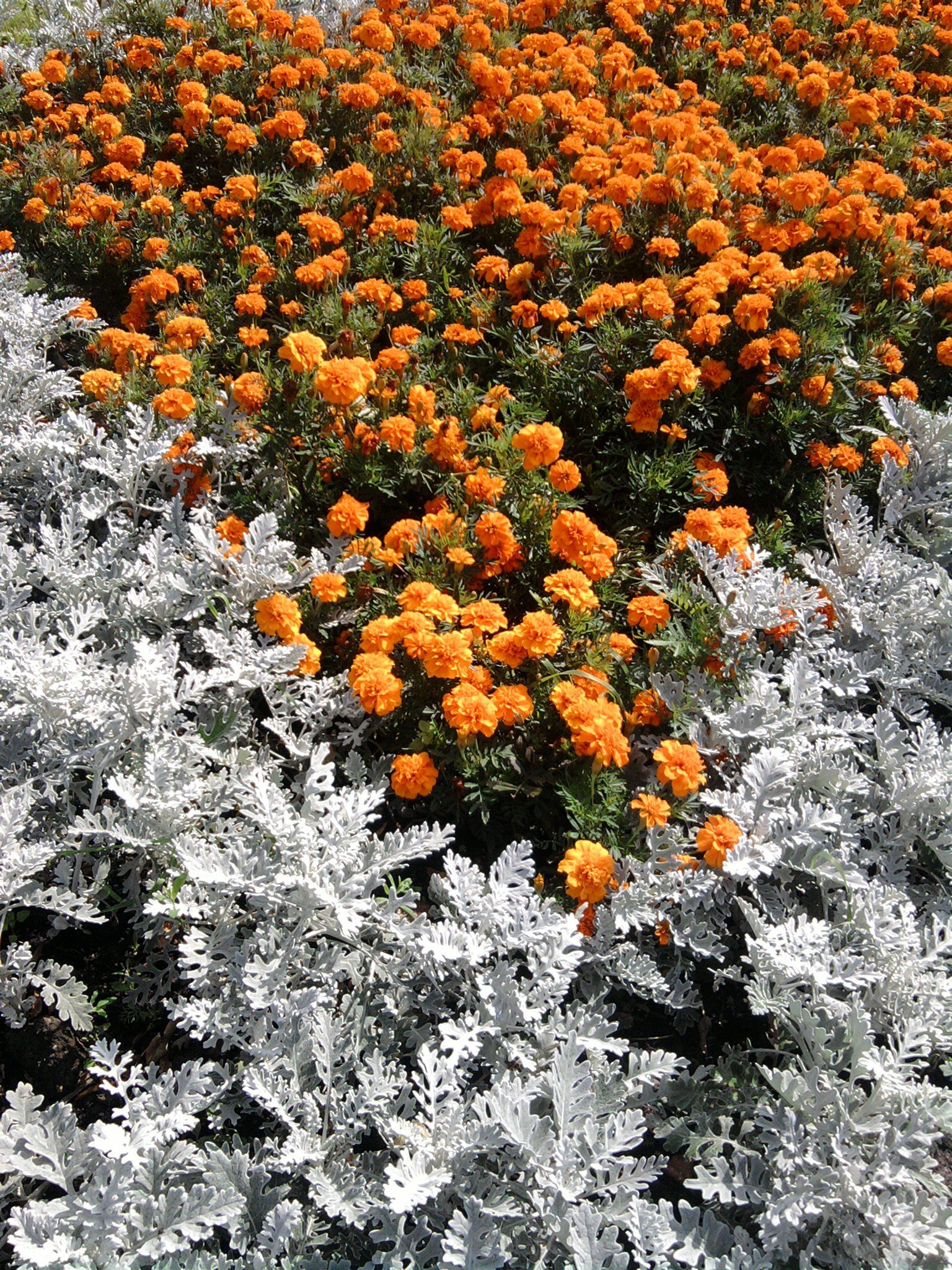 花 花 植物 自然 叶 季节 花园 户外 花 开花 生长 树 夏天 好天气 花瓣 新鲜 植物 灌木 田野 公园