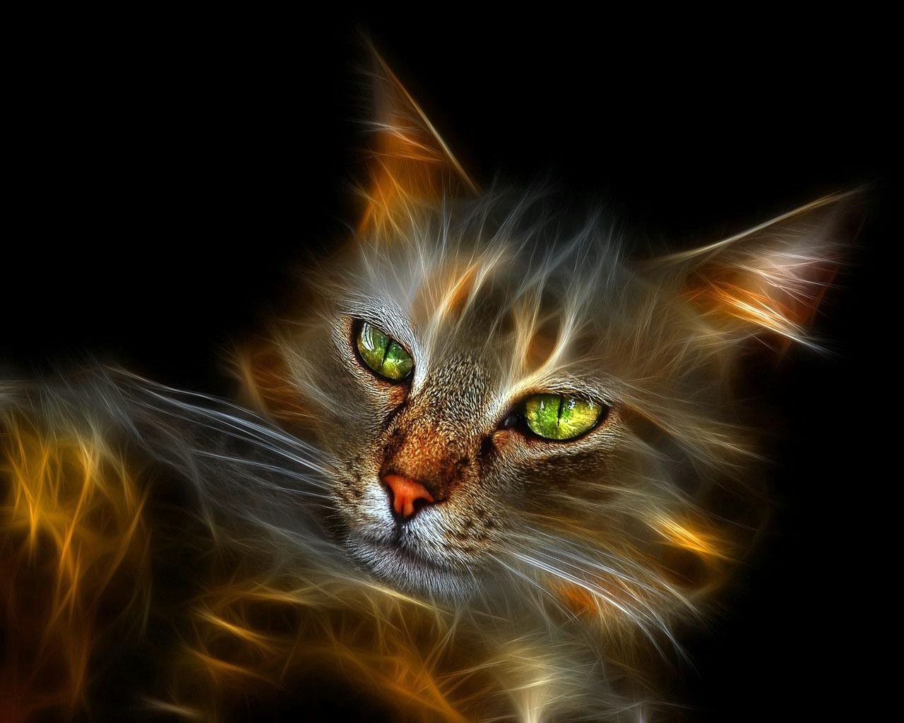 Neon cat cute kitten  desktop wallpapers