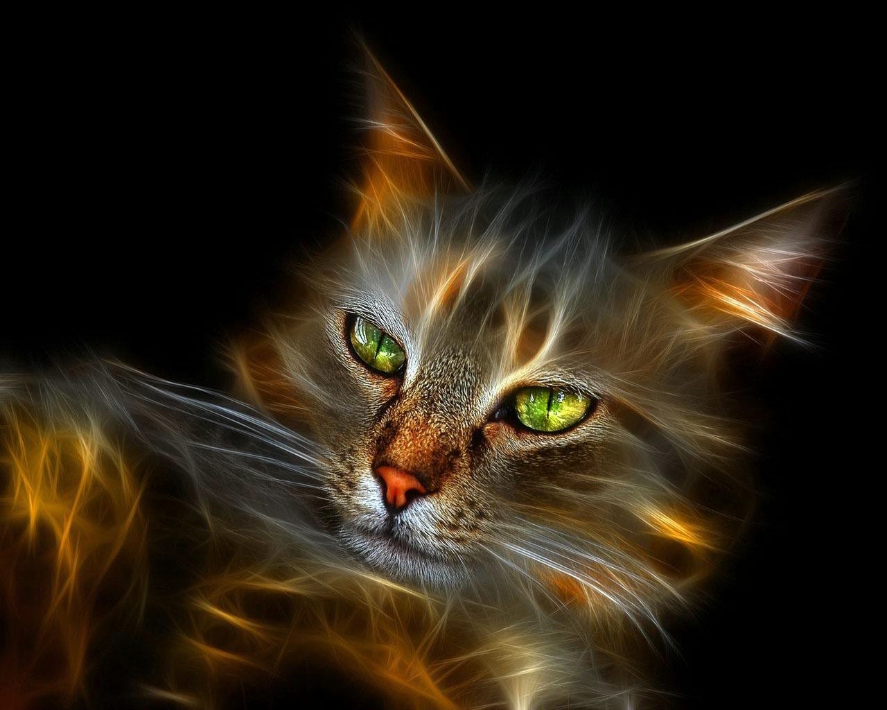 neon cat kitten pet cute portrait eye fur domestic tabby animal mammal head hair funny