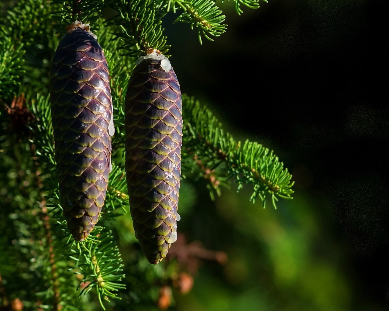 summer tree pine evergreen conifer winter fir cone spruce christmas nature coniferous branch wood leaf outdoors needle flora color fern