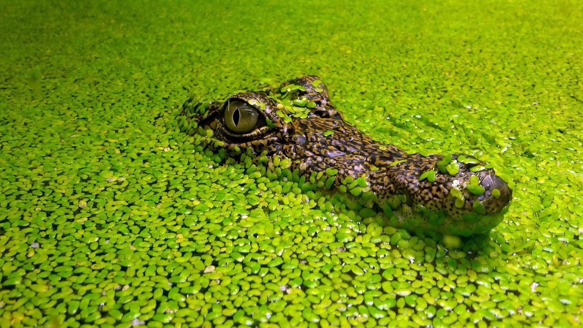 tiere natur wasser flora schließen gazoo farbe im freien pool desktop garten alligator sommer gras park tropisch see wild umwelt schön