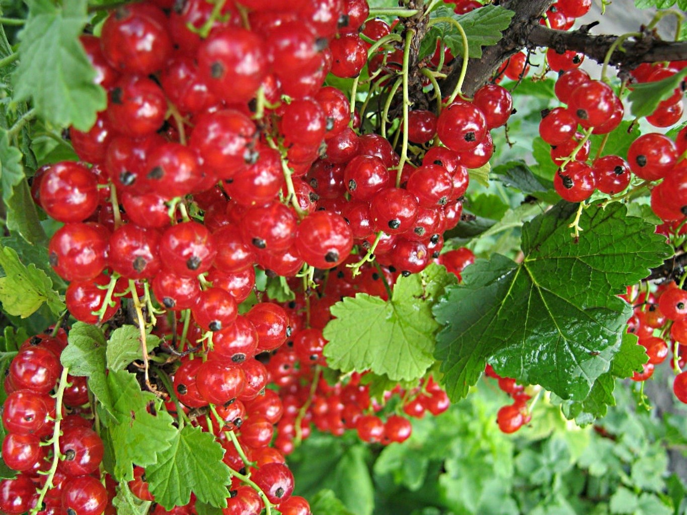 berries berry fruit food healthy confection leaf juicy tasty nature currant bunch diet pasture health garden nutrition summer sour delicious