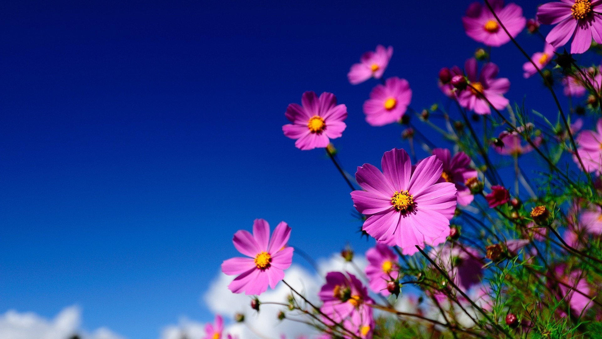 fleurs fleur nature été flore couleur lumineux pétale bluming jardin