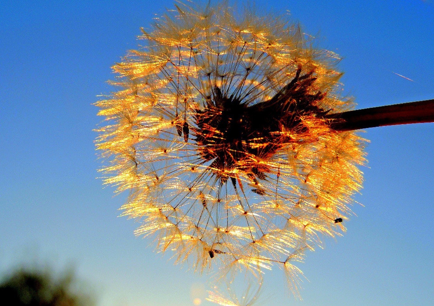 花 天空 自然 花 植物群 夏天 户外 蒲公英 明亮 树 颜色 增长 太阳 好天气 特写 蓝天