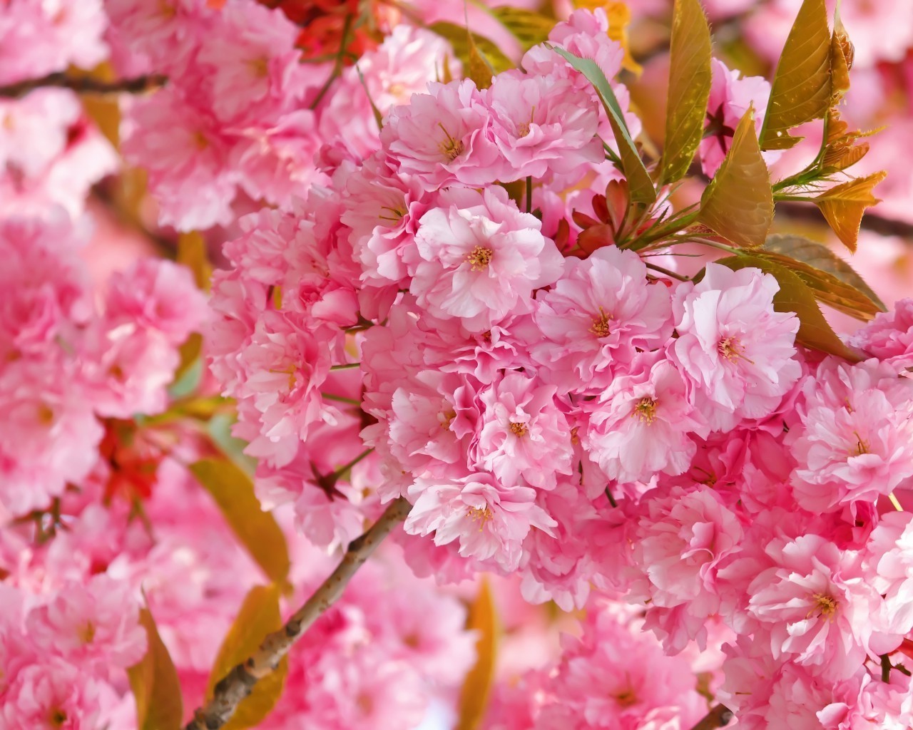 fleurs fleur cerise flore nature jardin pétale branche bluming floral feuille lumineux saison été arbre délicat couleur copain printemps arbuste