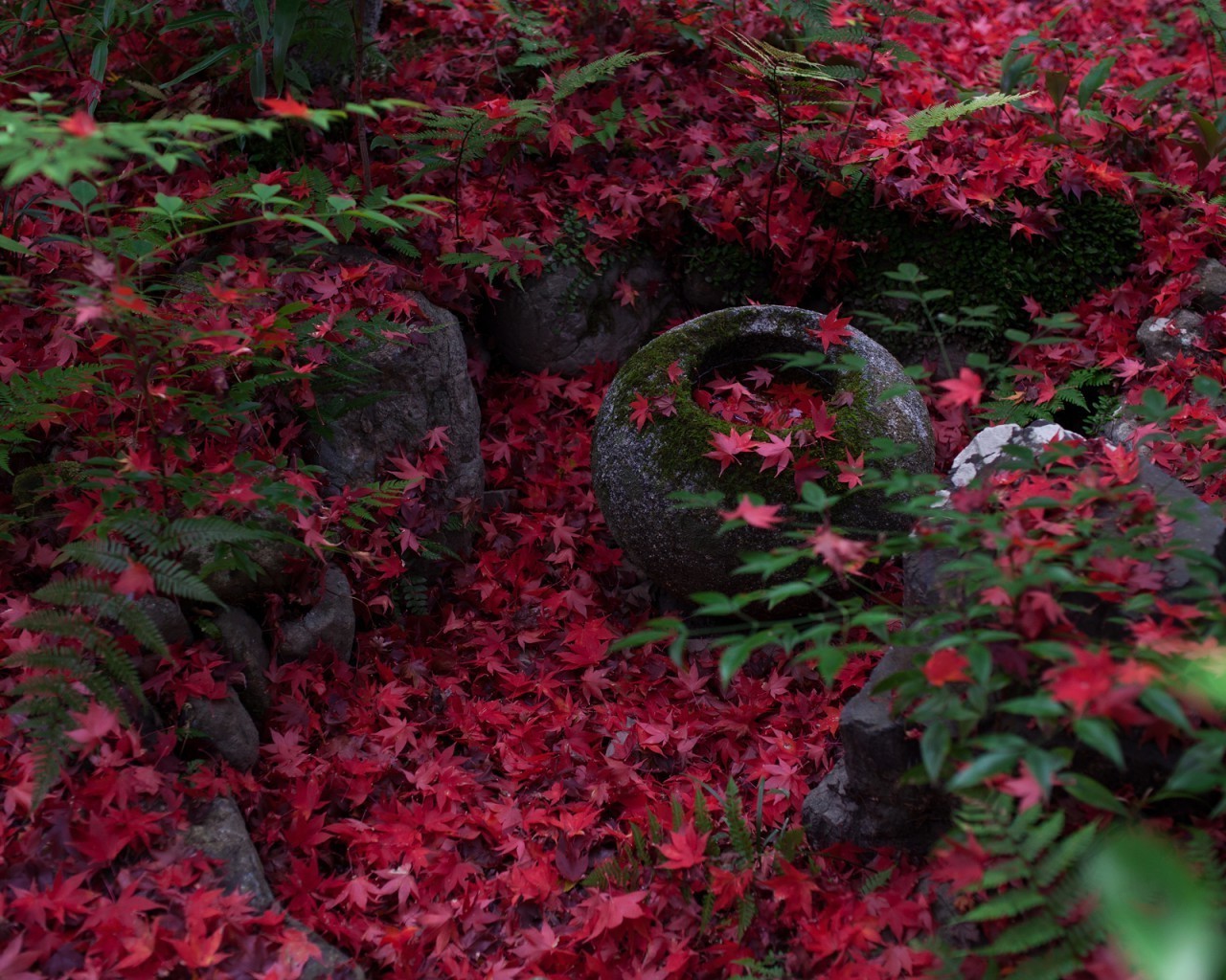 summer flower garden leaf flora shrub rose color tree nature season botanical park outdoors blooming petal floral growth rhododendron