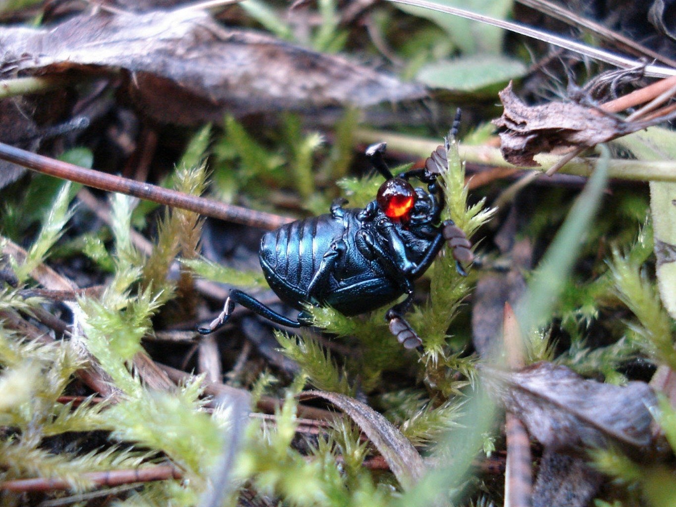 chrząszcz natura owad mało dziki dzika przyroda na zewnątrz zbliżenie środowisko zwierzę drewno flora