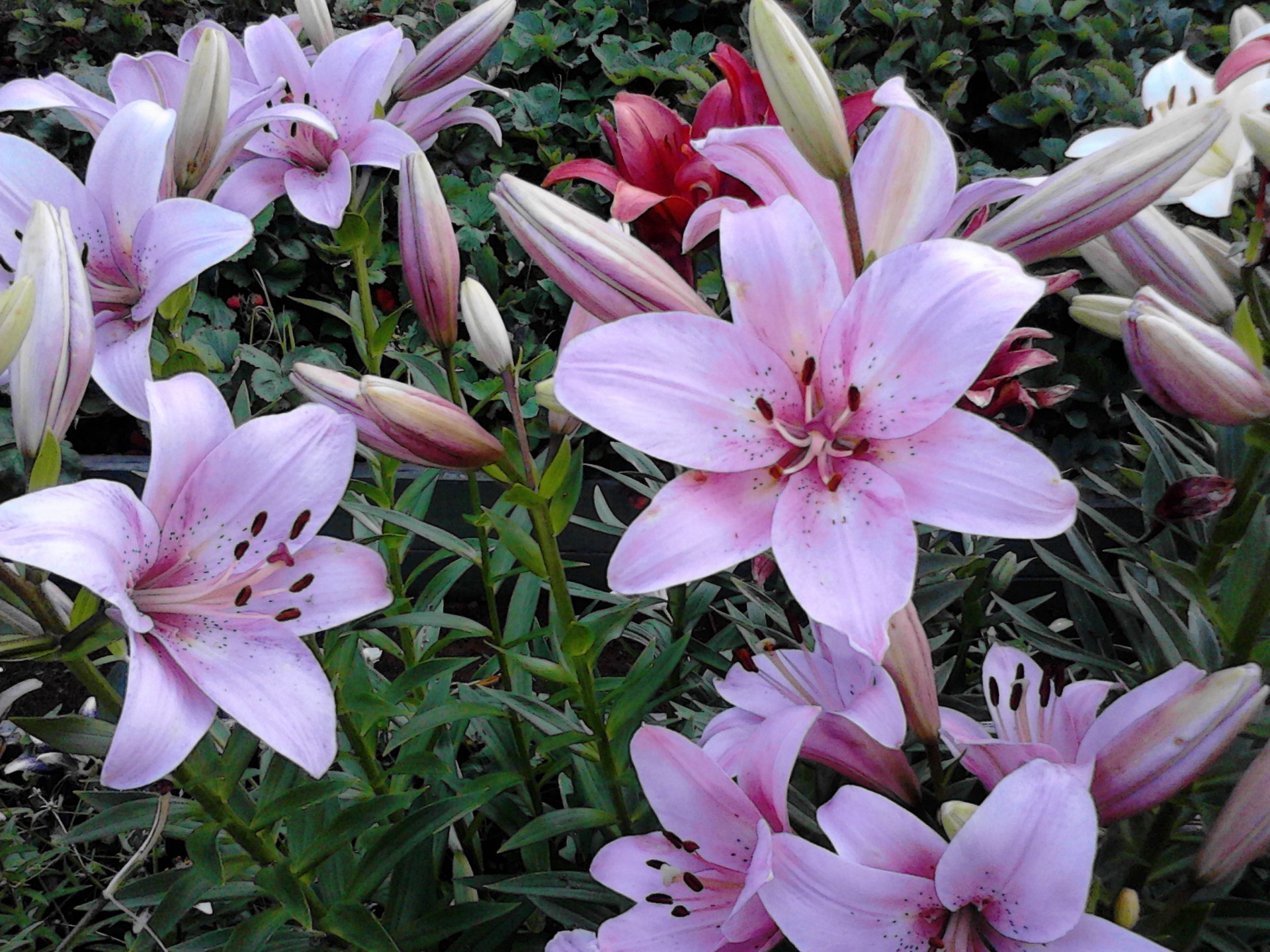 lírios flor natureza flora jardim folha blooming floral verão bela pétala cor buquê brilhante temporada botânico close-up amigo crescimento