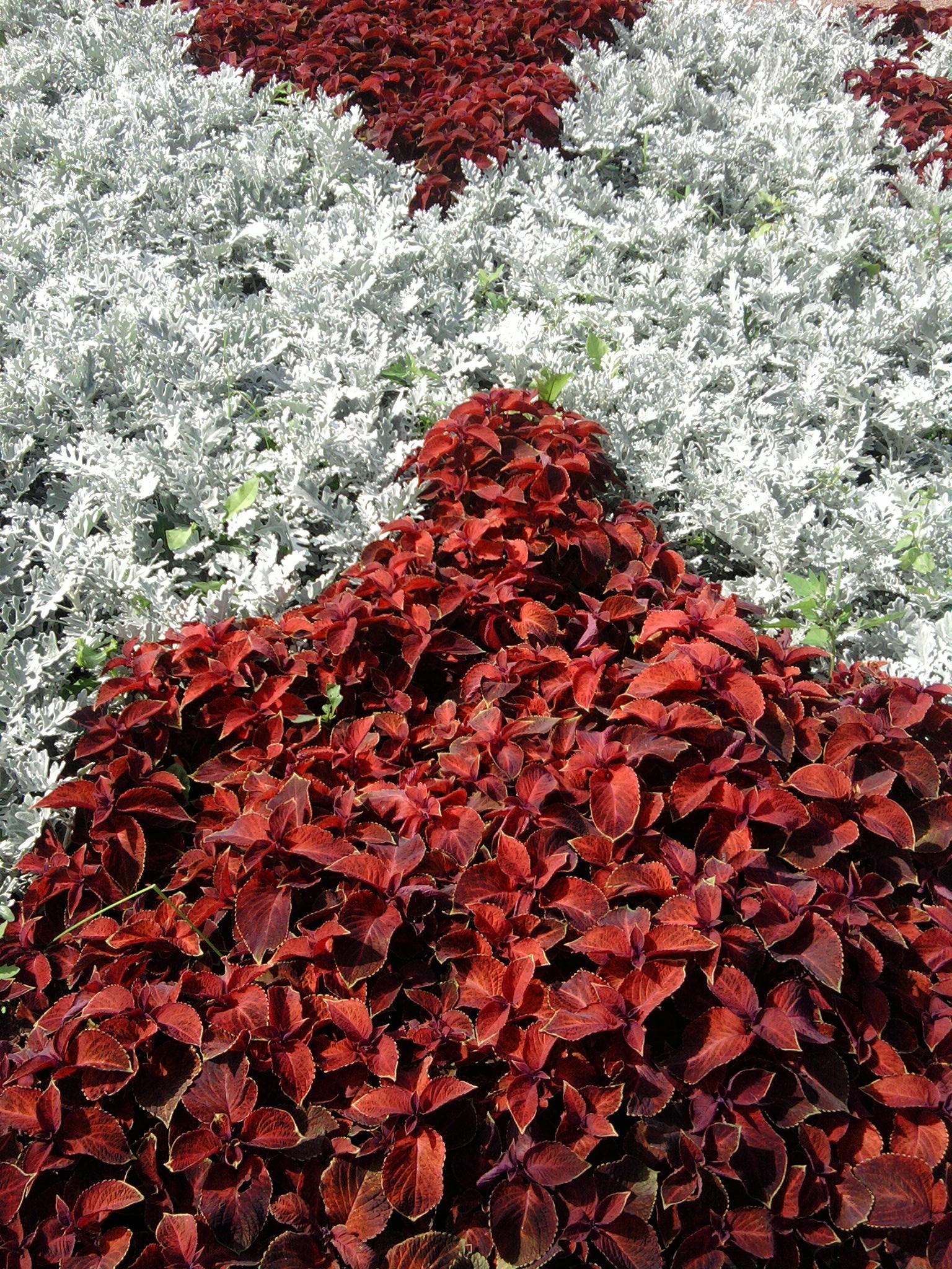 flores folha flor ivy flora natureza padrão jardim textura arbusto desktop ao ar livre crescimento estação decoração