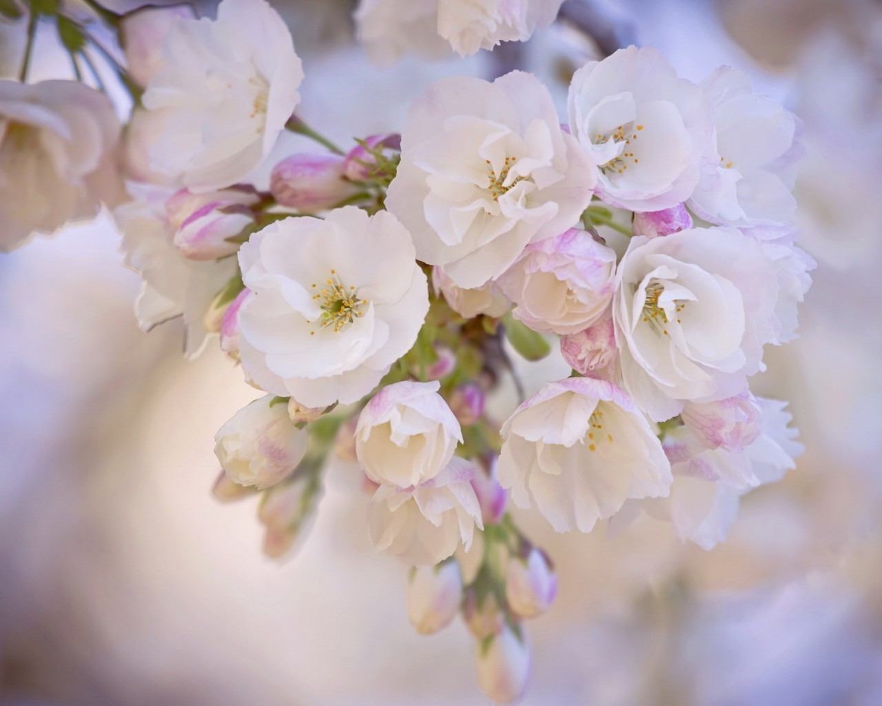 flowers flower nature flora cherry branch leaf petal garden floral blooming tree bud delicate summer growth apple bright easter color