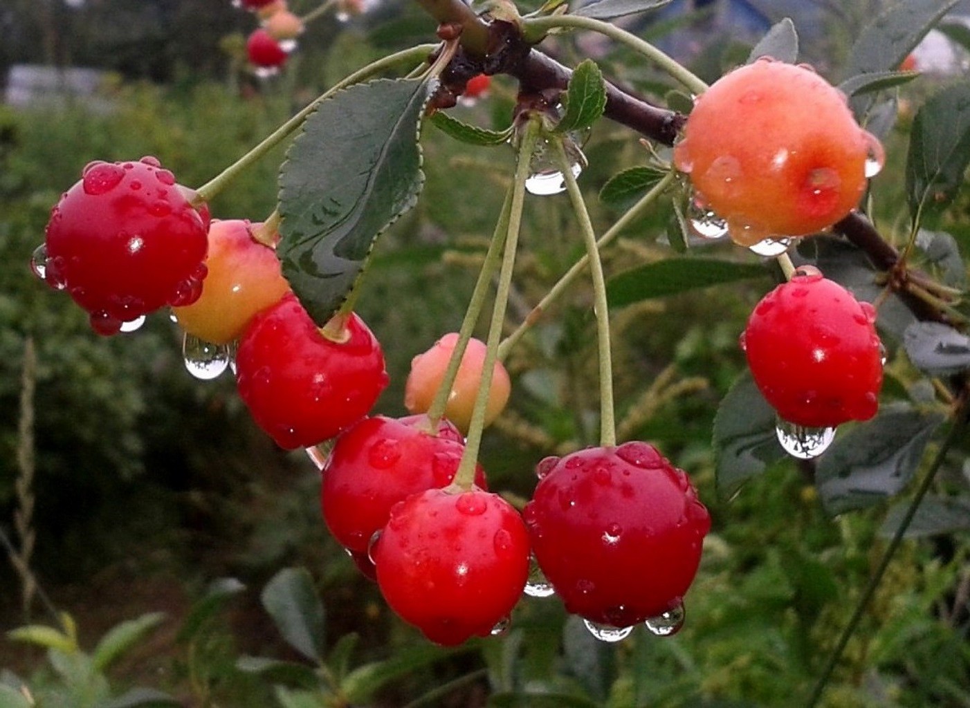 baies fruits alimentaire nature feuille baie pâturage jardin juteux cerise grandir confiserie été délicieux arbre branche en bonne santé