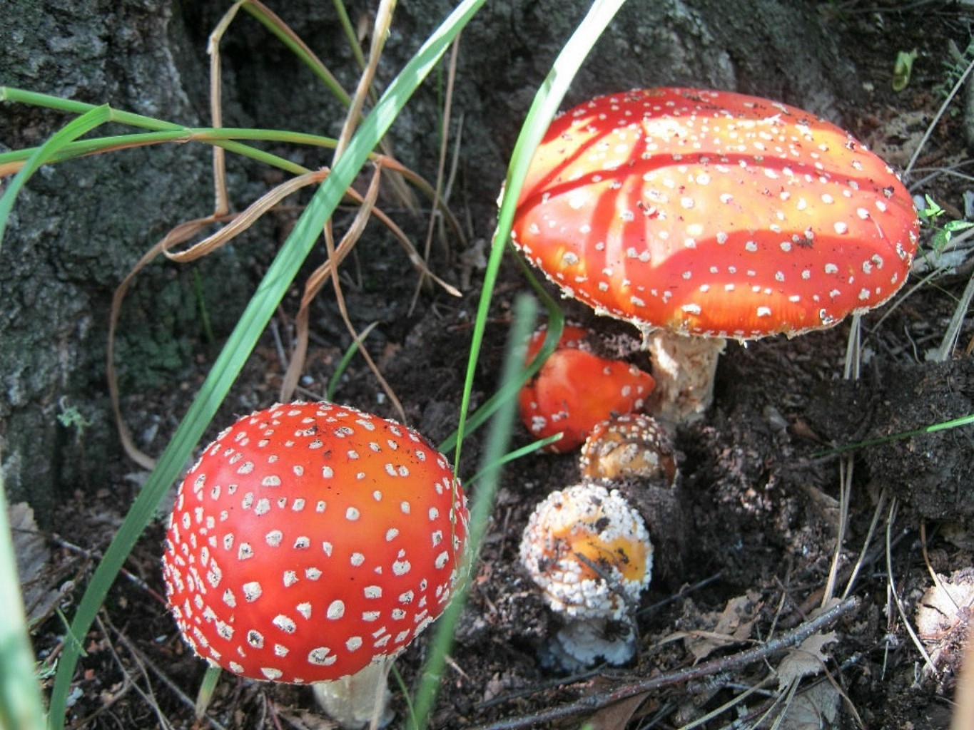 mushrooms mushroom fungus toadstool nature fall poison toxic season wild wood edible grass outdoors food boletus growth cap leaf