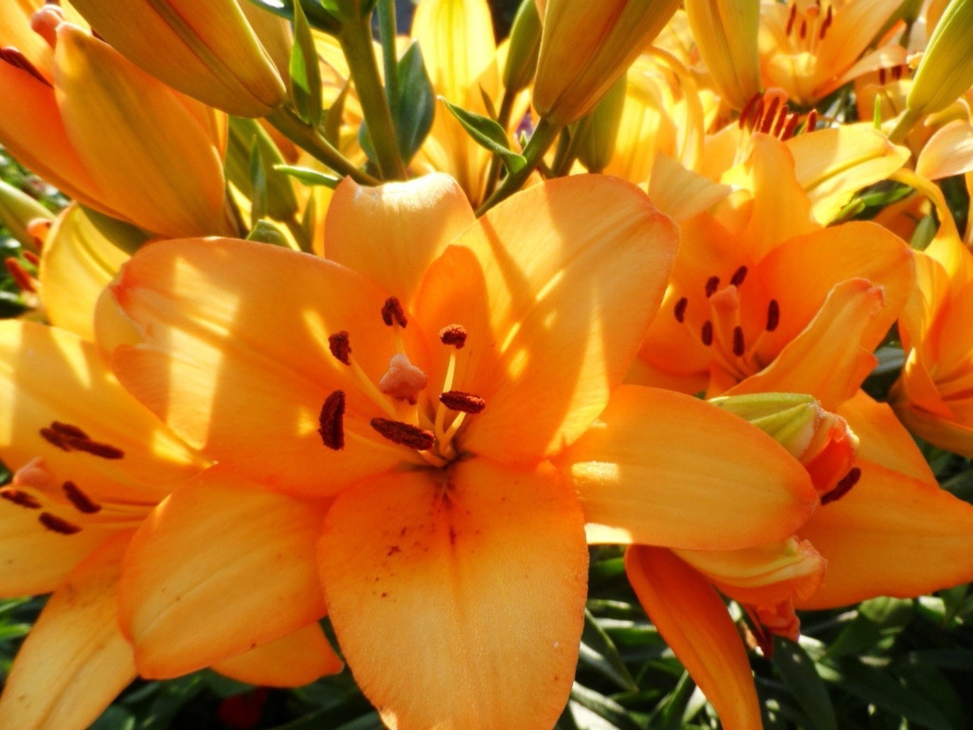 fiori natura fiore foglia estate flora giardino colore luminoso