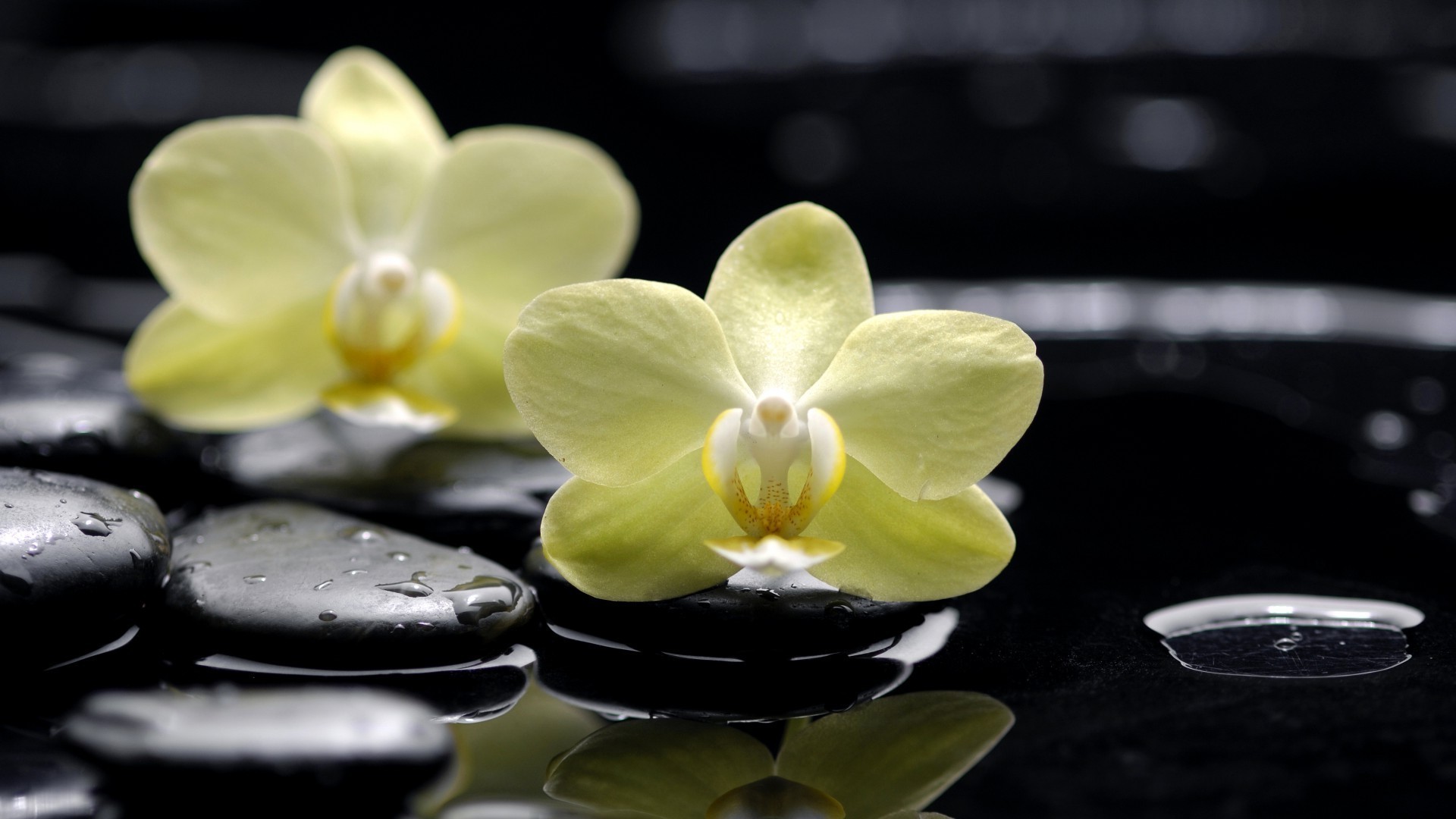 orchideen blume tropisch zen exotisch aromatherapie blütenblatt natur flora blühen schön phalaenopsis behandlung blumen zweig zart botanisch farbe meditation