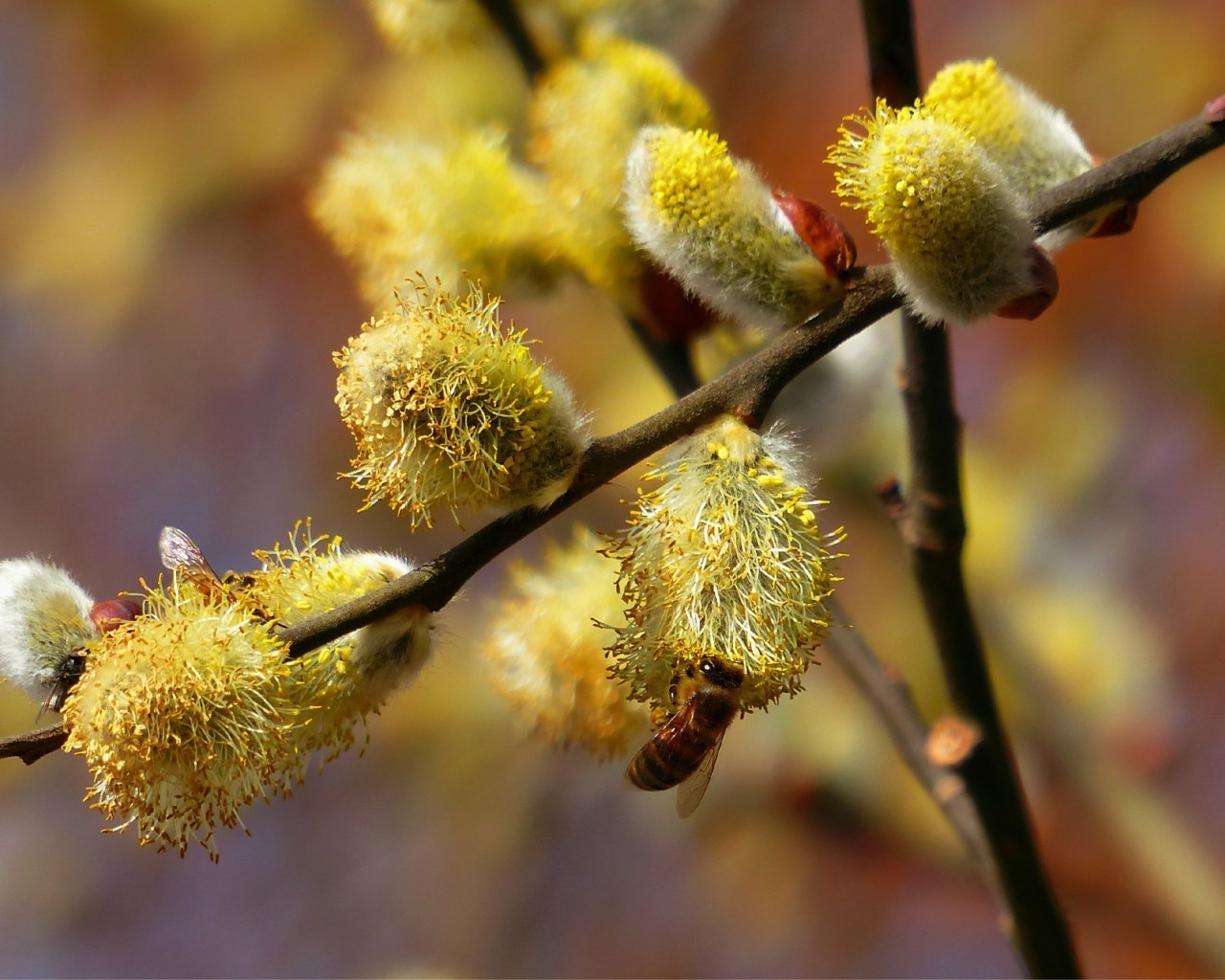 frühling natur zweig flora blume baum blatt willow herbst saison farbe schließen wachstum garten blühen sanft im freien pollen hell strauch