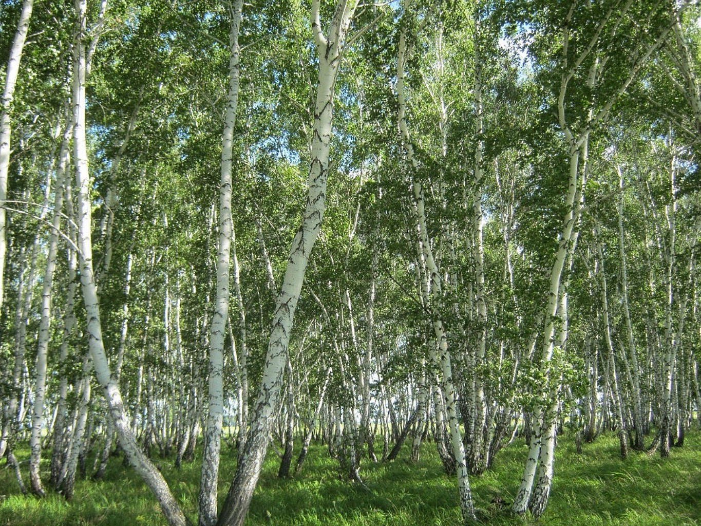 sommer landschaft holz birke natur blatt baum zweig umwelt flora park üppig gutes wetter land saison szene stamm ländlich hain rinde