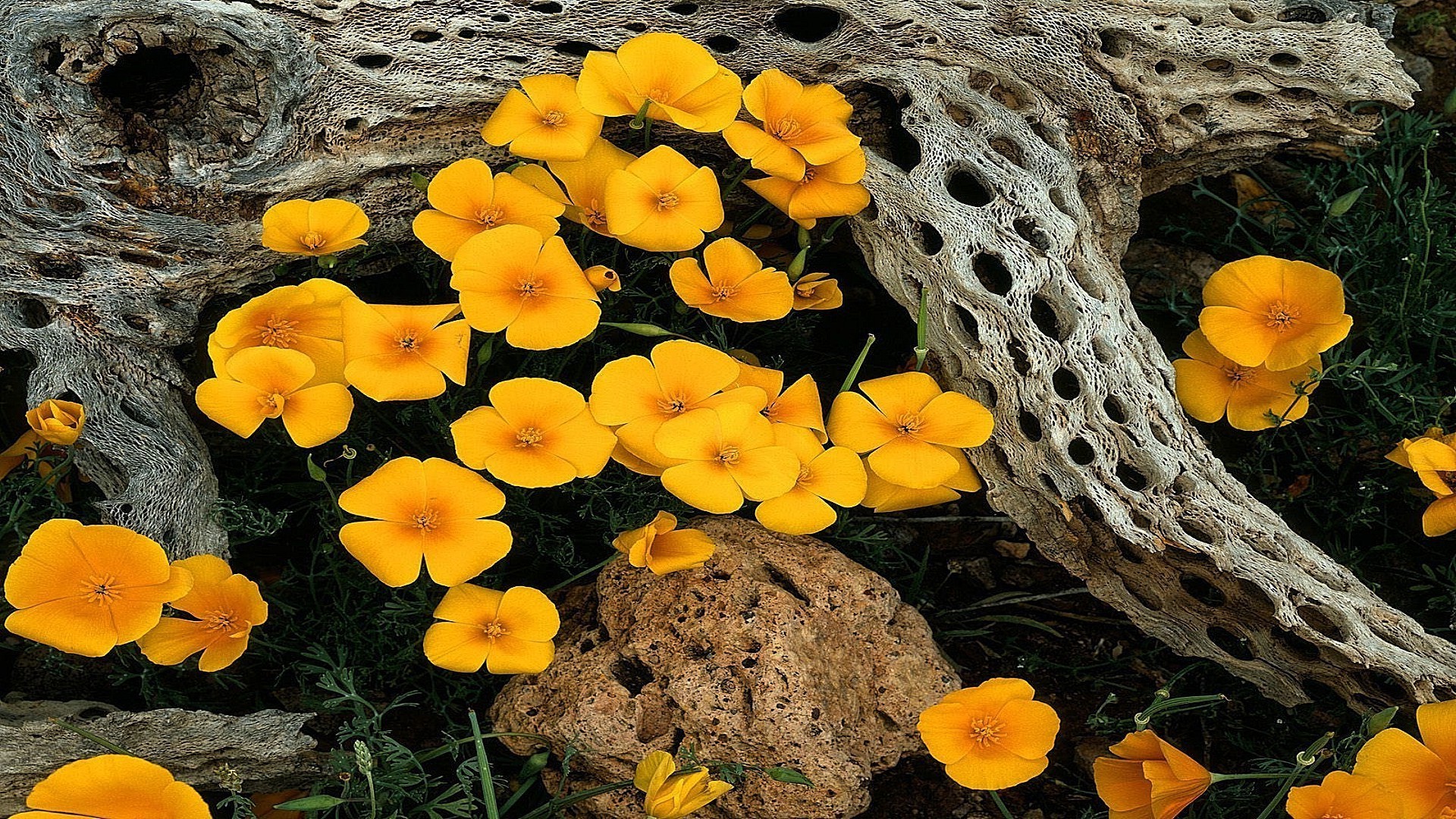 kwiaty natura kwiat flora kolor ogród kwiatowy