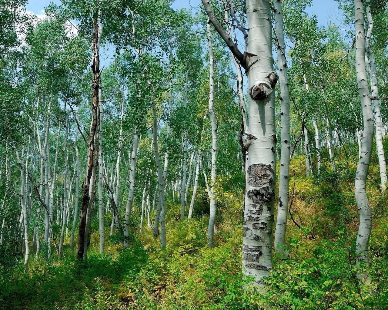 lato drewno natura brzoza krajobraz flora środowisko liść bagażnik oddział wiejska kora park odkryty bujny kolor sezon dziki