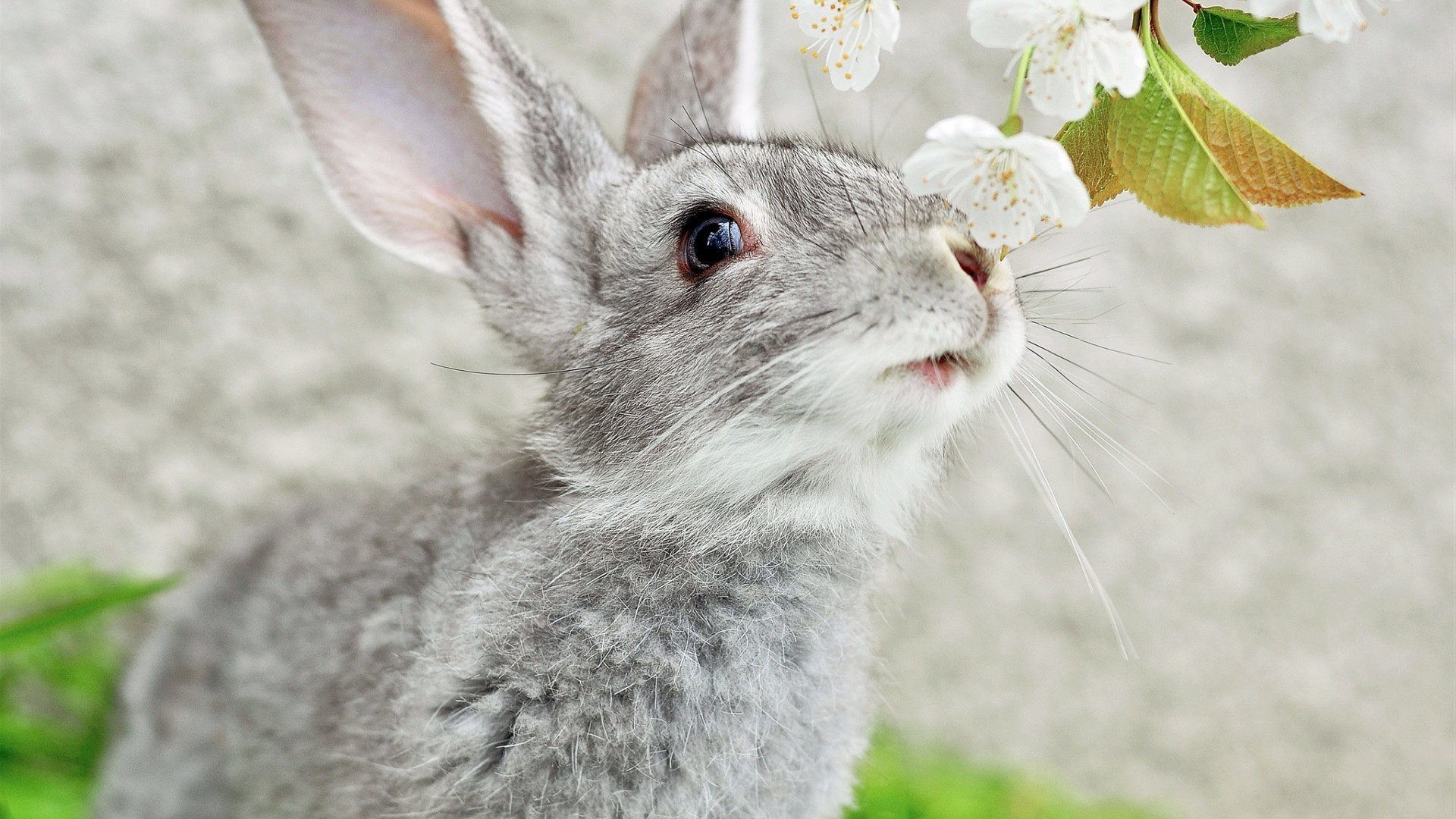 animaux animal nature mignon fourrure peu vers le bas herbe jeune lapin mammifère la faune sauvage à l extérieur