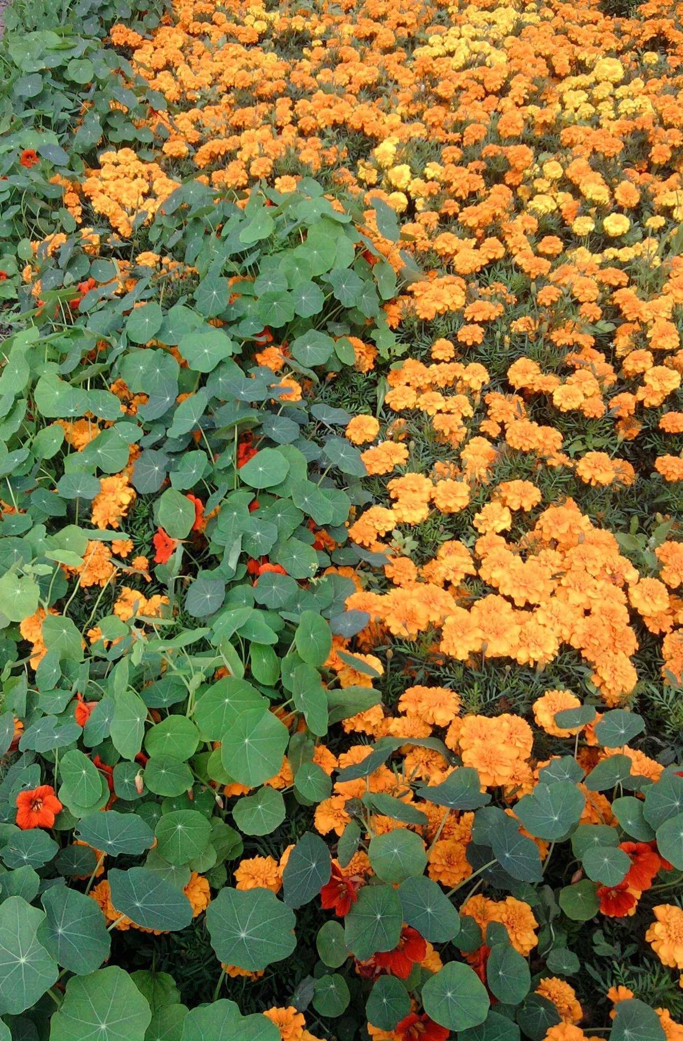 blumen blume flora blatt garten natur blumen- sommer - farbe blühen bett wachstum saison hell botanisch landwirtschaft bauernhof im freien feld blütenblatt