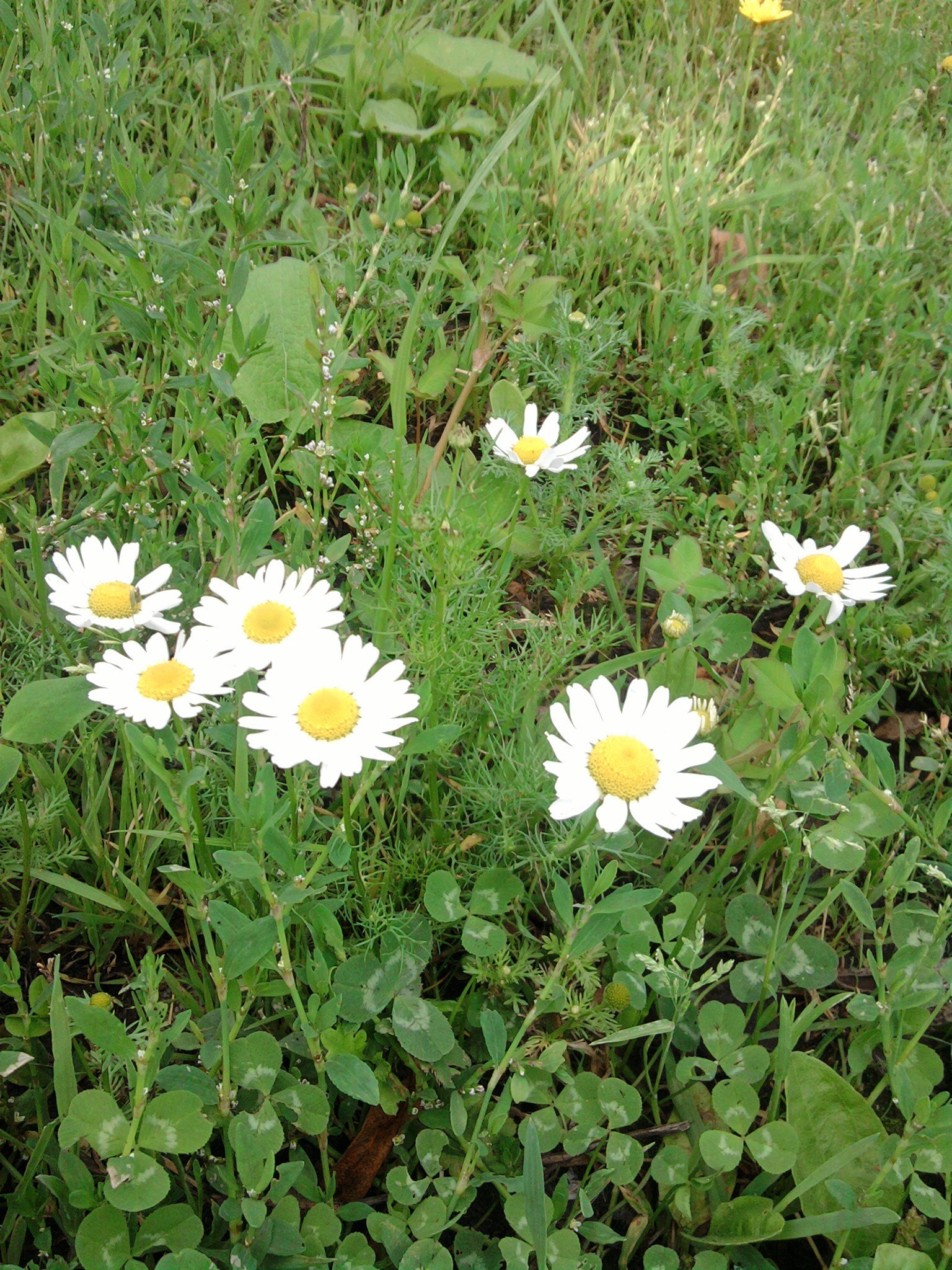 estate fiore natura fieno flora campo erba giardino foglia prato margherite luminoso floreale bloom bel tempo colore stagione ambiente