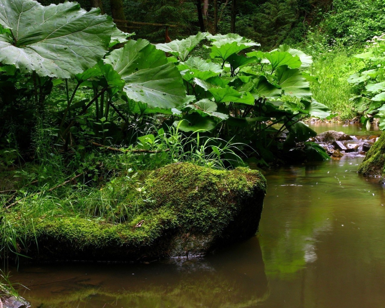 fiumi stagni e torrenti stagni e torrenti acqua natura foglia legno ambiente piscina fiume parco estate flora flusso paesaggio giardino all aperto pioggia lago albero riflessione bagnato