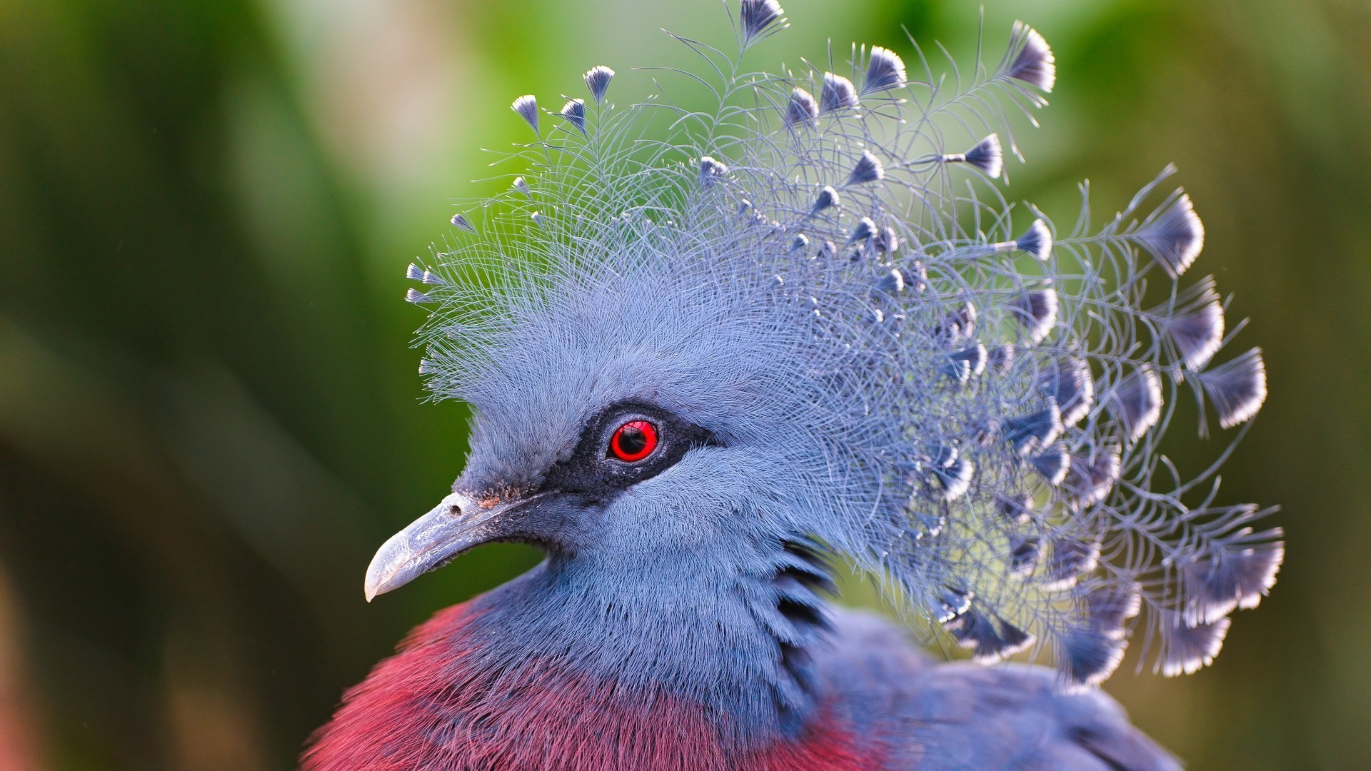 tiere natur tierwelt vogel tier wild im freien flügel feder schließen tropisch kopf