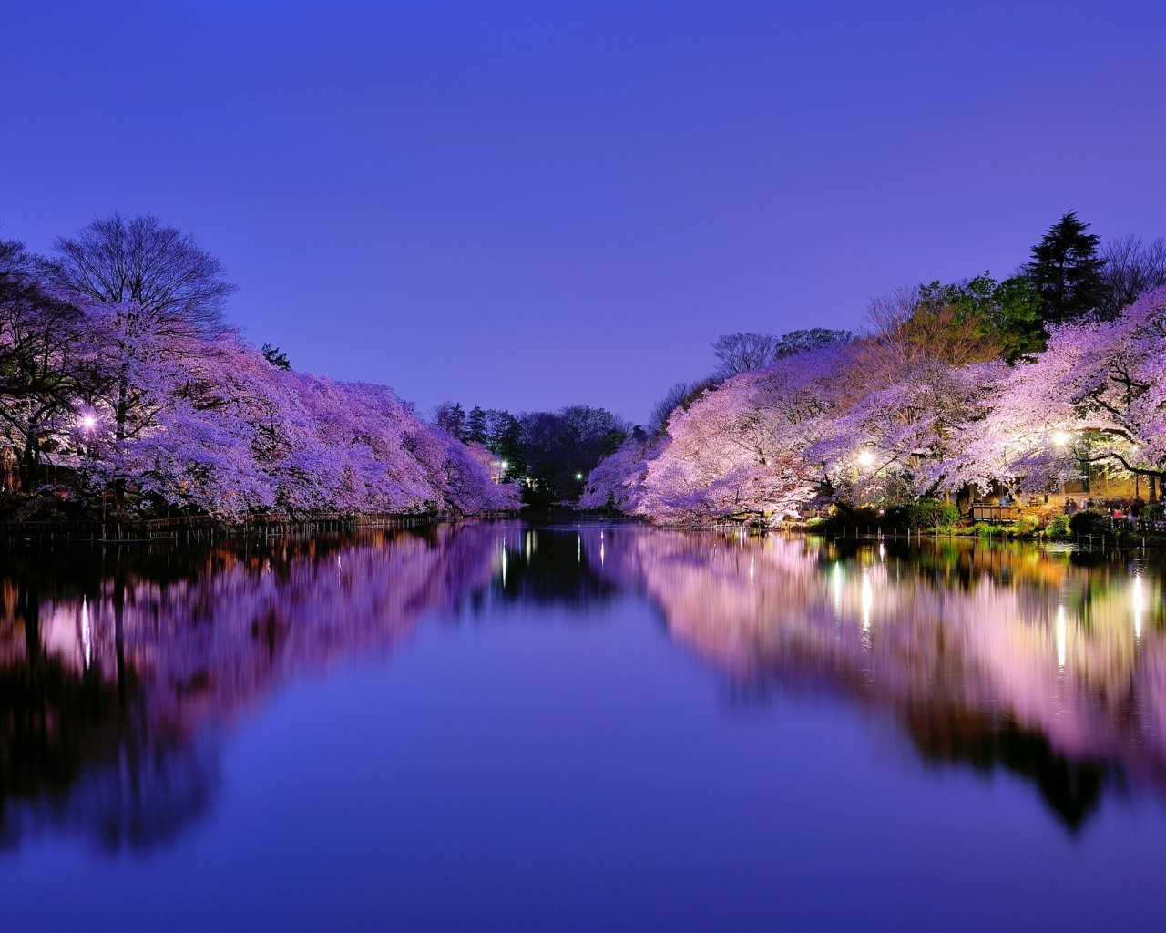 árboles reflexión agua lago naturaleza árbol paisaje cielo río puesta del sol amanecer viajes espejo color al aire libre madera