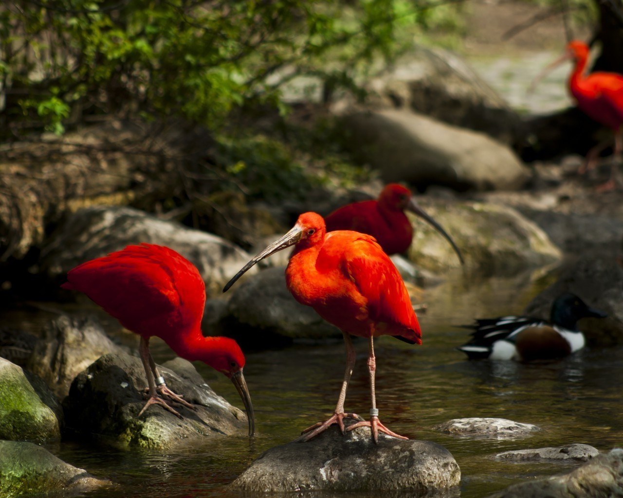 animals bird wildlife nature water wild lake outdoors pool animal tropical