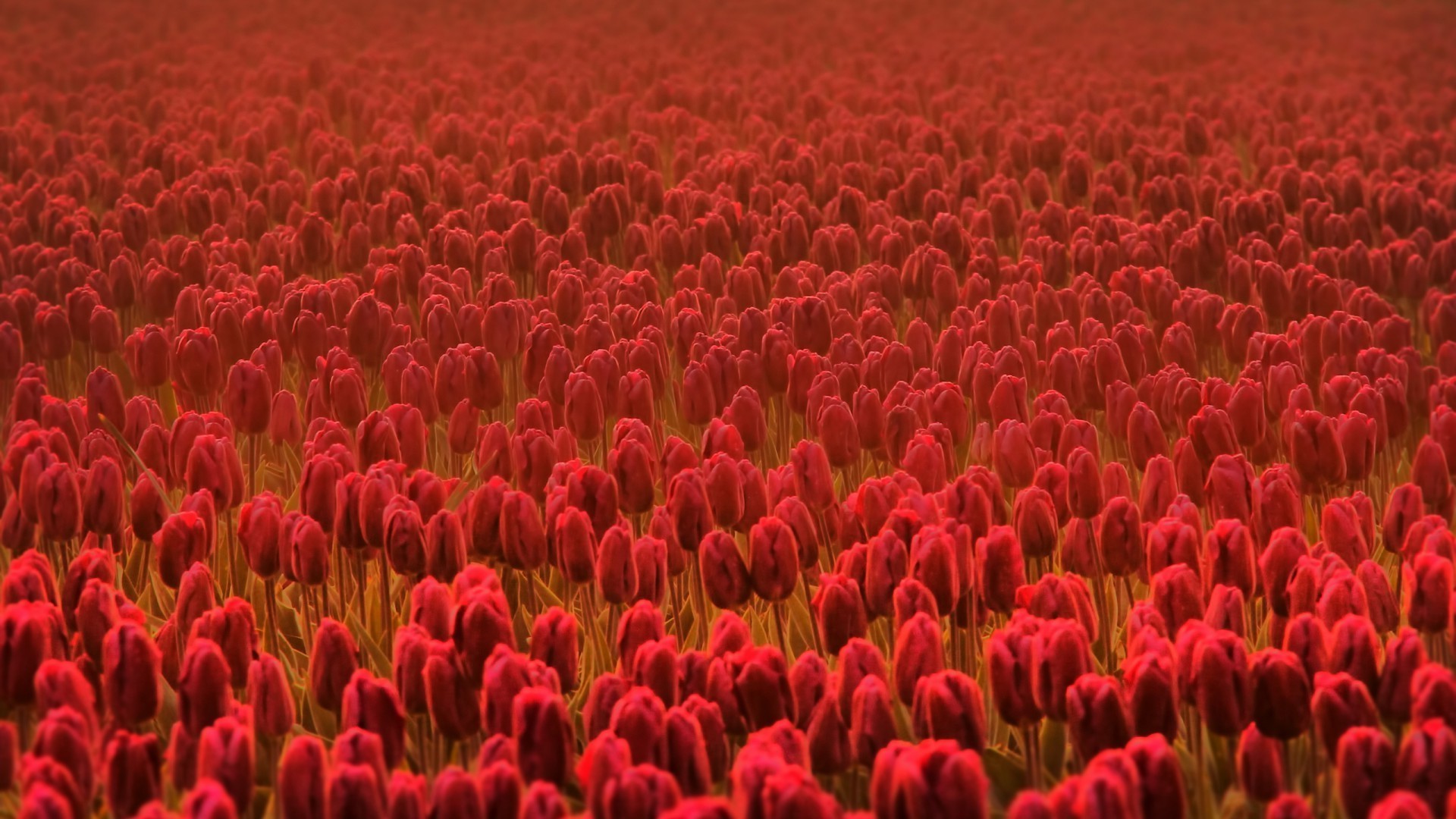 tulipanes naturaleza flor escritorio