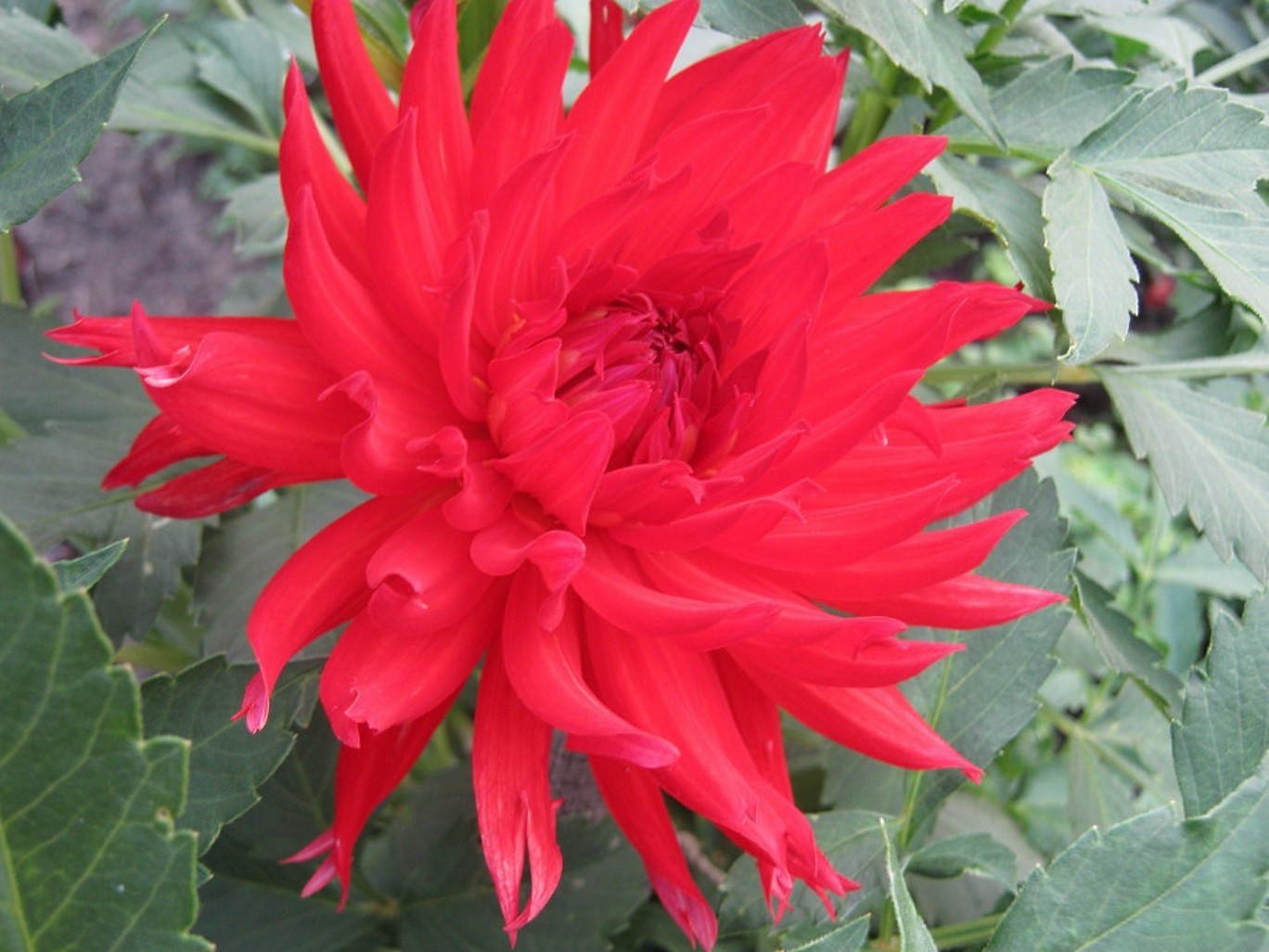 blumen natur flora blume blatt garten sommer blühen blütenblatt hell wachstum im freien farbe blumen schön