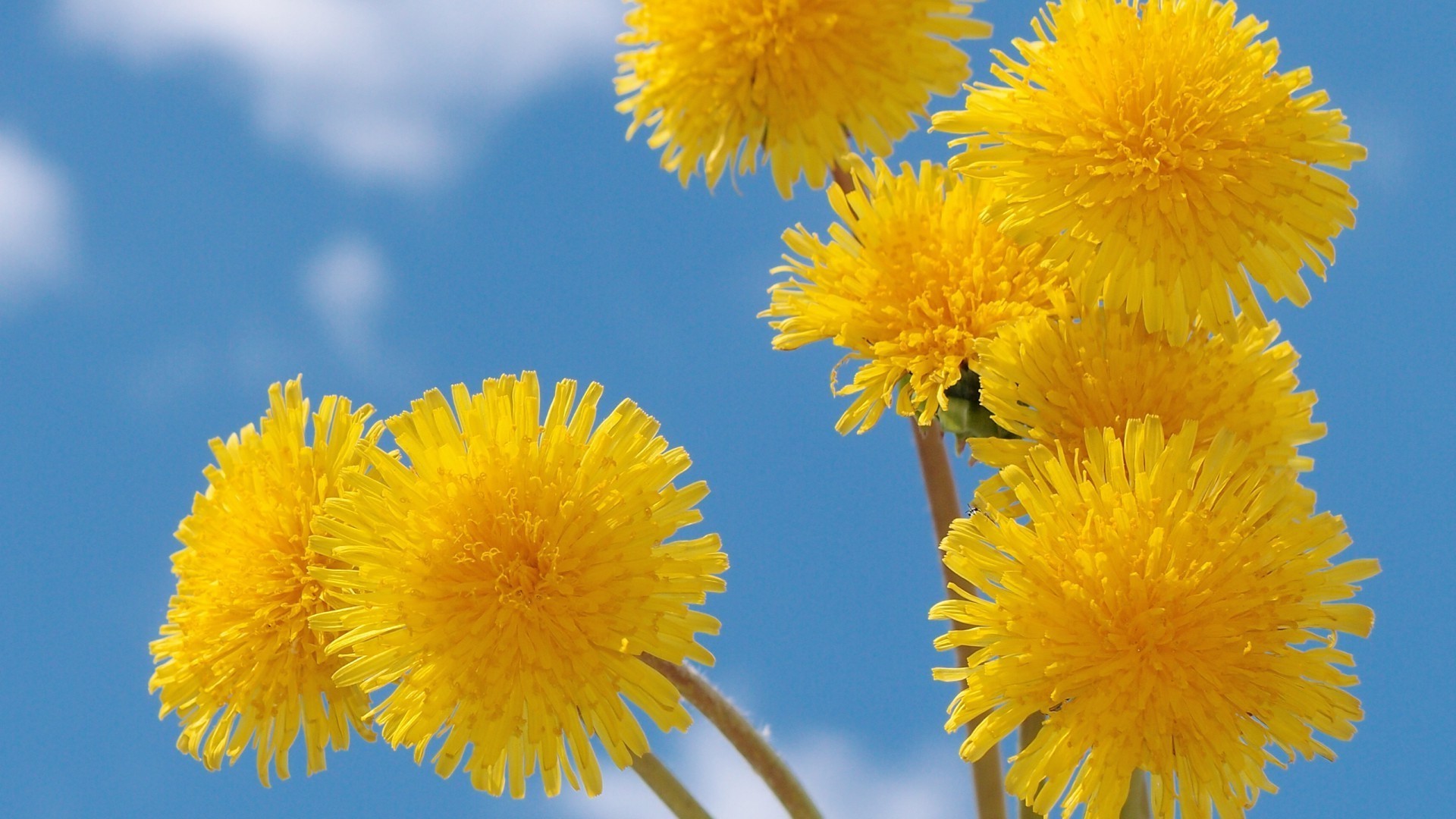 kwiaty mniszek lekarski kwiat lato natura flora jasny na zewnątrz