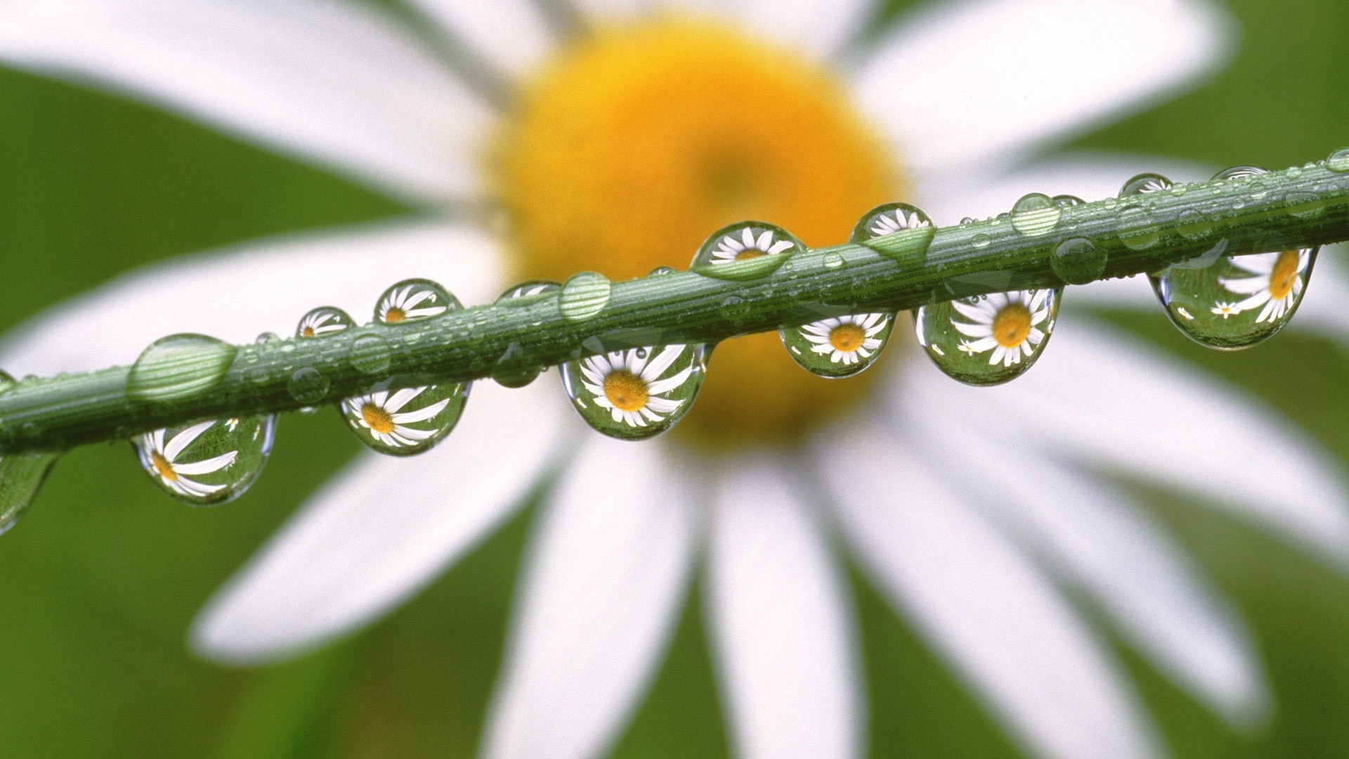 bright colors nature insect flora leaf garden flower summer growth outdoors butterfly rain environment