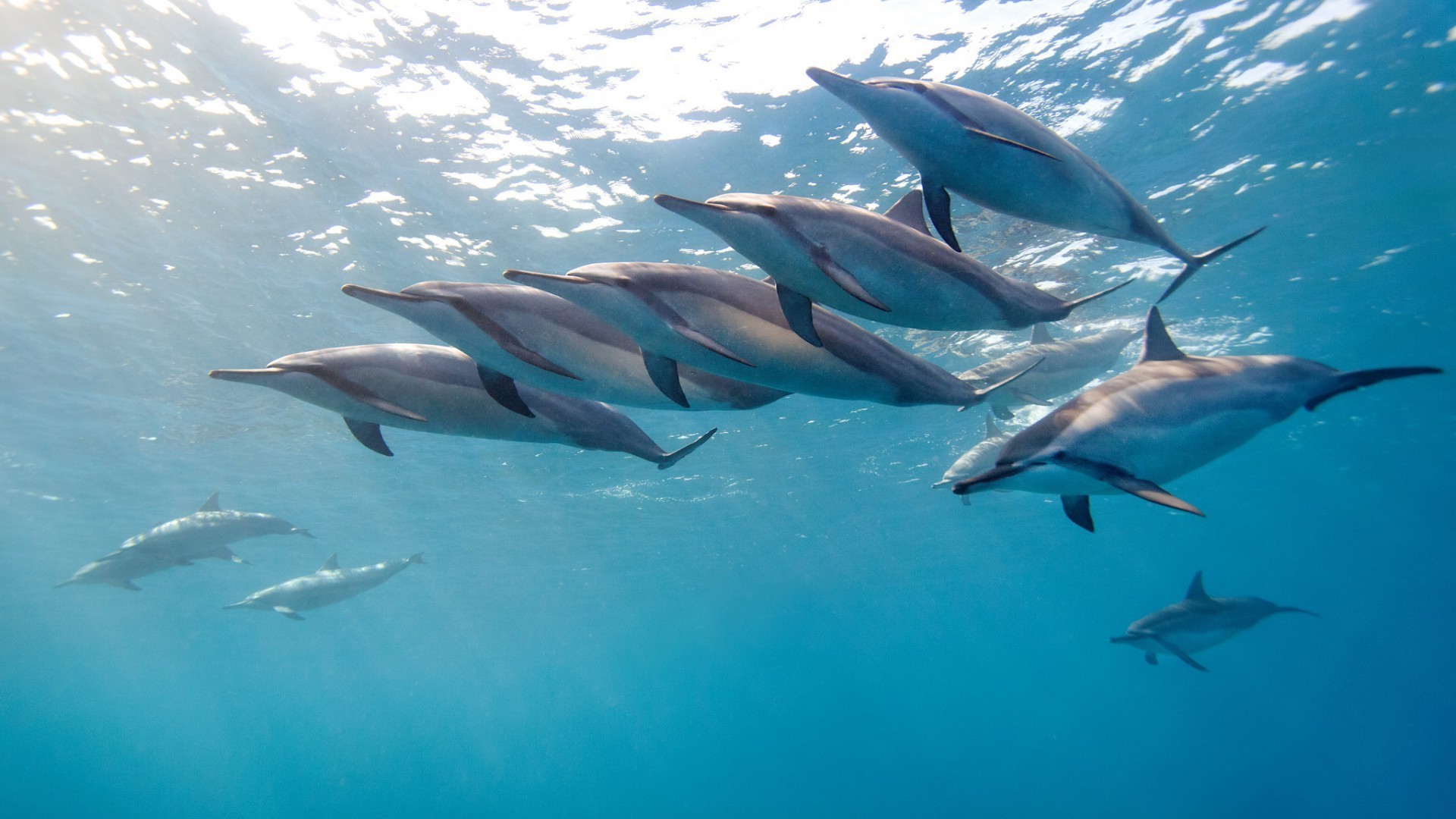 tiere unterwasser fische schwimmen delphin wasser shark gebläse ozean tierwelt meer natur aquarium tauchen fin